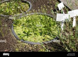 Image result for Caldesia parnassifolia