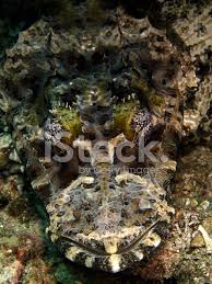 Zuerst ganz langsam, dann etwas schneller und schließlich wie. Teppich Flathead Papilloculiceps Longiceps Krokodil Fisch Stockfotos Freeimages Com