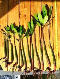 12 Red Mangrove Seedlings 8 To 28 Long With Roots And 2 To 6 Leaves Sprouted And Grown In Water And Shipped With The Roots W Aquatic Plants Seedlings Plants
