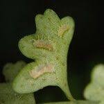 Image result for Asplenium sandersonii