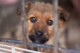 There is no gallery selected or the gallery was deleted. The Chilling Reasons Why You Shouldn T Buy Your Pets From A Pet Store Salon Com