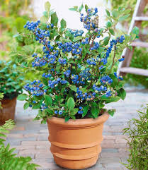 Topf Heidelbeere Blue Parfait 1a Pflanzen Baldur Garten