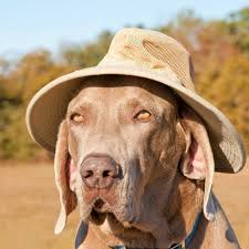 Image result for ͹ñ