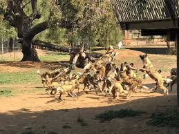 If you're a taronga zoo friend in sydney then your pass is valid for in dubbo too. Our Room Sadly After We Dumped All Our Stuff Picture Of Taronga Western Plains Zoo Dubbo Tripadvisor