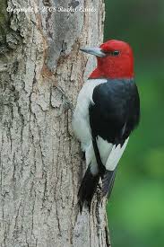 Bird With Red Head And Gray Body Red Headed Woodpecker Pretty Birds Birds Kinds Of Birds