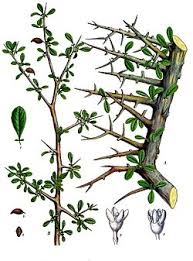 Image result for Commiphora pteleifolia