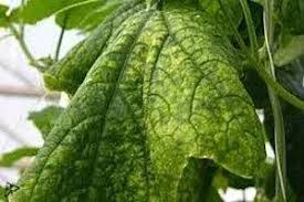 Image result for whitefly in cucumber