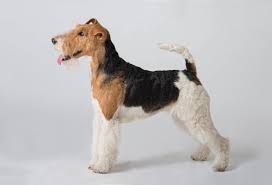 The wire fox terrier originates in england. Fox Terrier Dogs And Puppies For Sale In The Uk Pets4homes