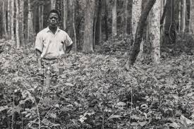 Image result for Pericopsis elata