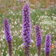 Image result for Pycnostachys parvifolia