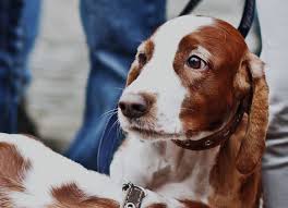 Lolo's san francisco pet sitting offers quality dog and cat sitting services across the city of san francisco. The Best 20 Pet Boarding Pet Sitters In San Francisco Ca Whodoyou