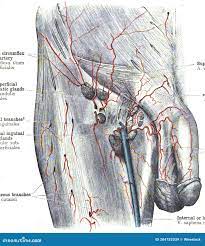 股动脉解剖库存图片. 图片包括有大腿骨, 地势, 女主持人, 大腿, 静脉, 肌肉, 船舶, 爱好健美者- 204752039