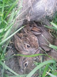 Maybe you would like to learn more about one of these? Know What To Do When Wildlife Moves Into Your Yard