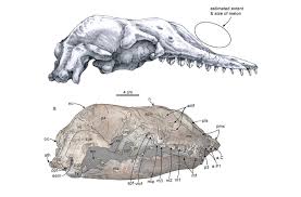 Image result for Brachystegia torrei