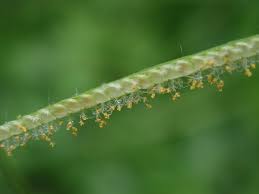 Image result for Paspalum conjugatum