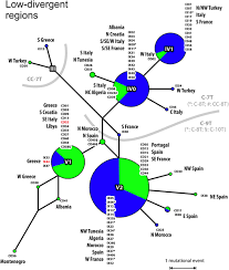 How much euro (eur) is 1 leo token (leo)? Phylogeographic Structuring Of Plastome Diversity In Mediterranean Oaks Quercus Group Ilex Fagaceae Springerlink