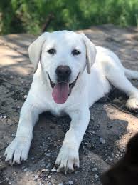 Purebred ckc registered labrador retriever puppies. White Lab Puppy Puppy Steps Training