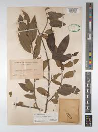 Image result for Shirakiopsis