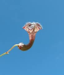 Image result for Ceropegia paricyma