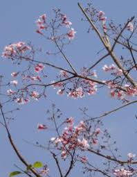 Image result for Stereospermum kunthianum