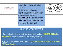 Maybe you would like to learn more about one of these? The Cell Cycle And Mitosis Ppt Download