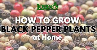 We deliver to all melbourne, sydney, adelaide, canberra and brisbane, metropolitan and regional areas. Black Pepper Plants How To Grow Your Own Black Pepper Plants At Home