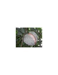 Rated 4.50 out of 5 based on 4 customer ratings. 1 Annona Diversifolia Papauce Ilama Fruit Live Plant For Sale