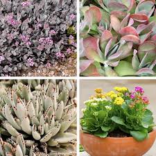 Kalanchoe Kalanchoe Species My Garden Life Garden Species Succulents