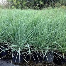 Image result for Eragrostis homblei