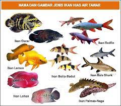 30 jenis ikan hias air tawar dan laut yang terpopuler di dunia ! Nama Nama Ikan Hias Air Tawar Air Laut Air Payau Beserta Latinnya Terlengkap