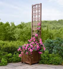 In late summer attractive clusters of white flowers appear on established trees, this is a great plant to bring a splash of colour into the garden. Small Eucalyptus Privacy Trellis Screen Vivaterra