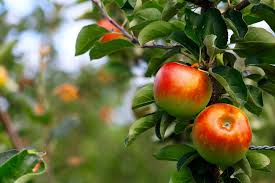 Number of trees required at least two apple trees of different varieties that bloom at the same time are required for proper pollination. Apple Tree Not Flowering Step You Should Take The Practical Planter