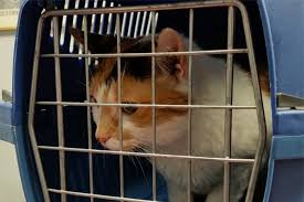 Maybe you would like to learn more about one of these? The Complete Breakdown Of Pet Transportation Costs Emagazine Com