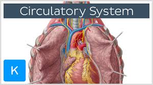 Circulatory System Function Definition Human Anatomy Kenhub Youtube