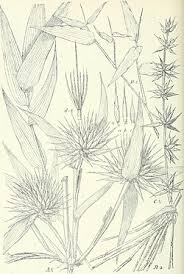 Image result for Oxytenanthera abyssinica