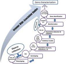 Access to all gizmo lesson materials, including answer keys. Gwas Fast Forwarding Gene Identification And Characterization In Temperate Cereals Lessons From Barley A Review Sciencedirect