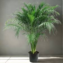 Image result for Chamaedorea cataractarum