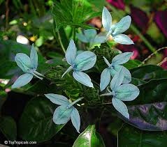 Image result for Crossandra mucronata