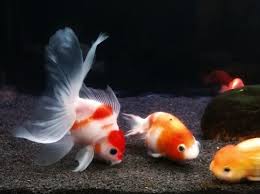 Can Goldfish Eat Betta Food Fish Goldfish Food Betta Fish