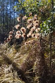 Image result for Vernonia undulata