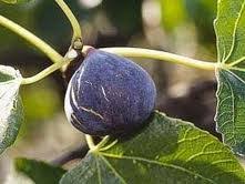 Image result for noire de caromb