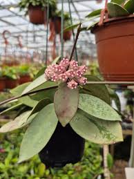 Image result for Hoya