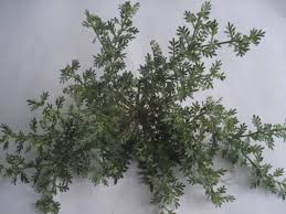 Image result for Coronopus didymus