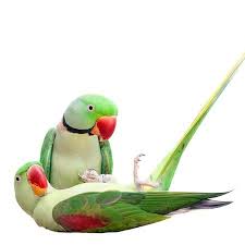 Ringneck Alexandrine Parakeet 93310 For Sale In San Diego Ca Parakeet Alexandrine Parrot Birds Painting