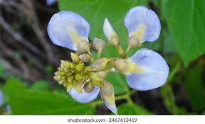 Image result for Pseudovigna