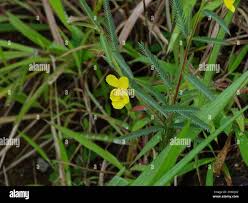 Image result for Chamaecrista mimosoides