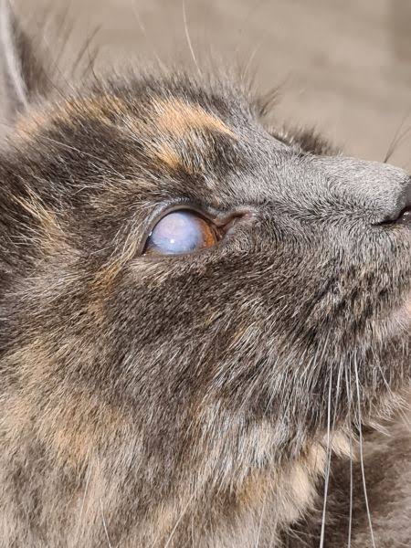 Cat eye white - Vet Help Direct