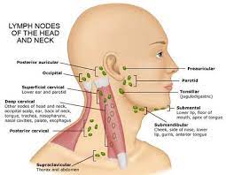 Maybe you would like to learn more about one of these? Submandibular Lymph Nodes Google Search Orl Throat Anatomy Lymph Nodes Lymphatic System