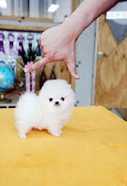 Teacup Pomeranian Puppy Cute Baby Animals Pomeranian Puppy Teacup Cute Puppies