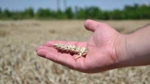 Euroferma portal de agricultura zootehnie industrie. Norme De Venit 2018 Cum Sunt ImpozitaÈi In Fiecare JudeÈ Fermierii Care CultivÄ Cereale